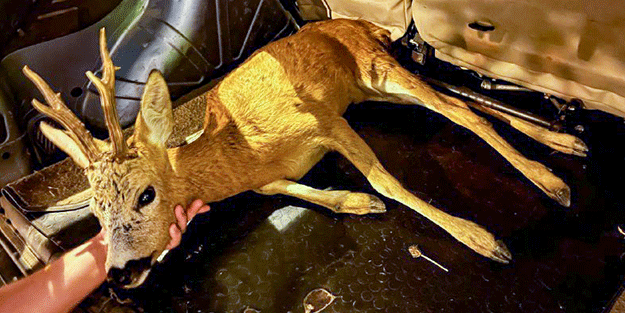 Sakarya'da bulunan yaralı geyik tedaviye alındı