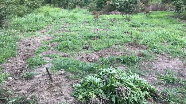 Sakarya'da fındık tarlasında ortaya çıktı! Akılalmaz olay