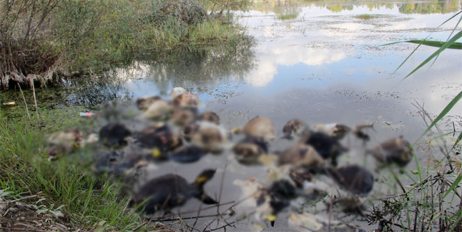 Gölette bulunanlara çok şaşıracaksınız!
