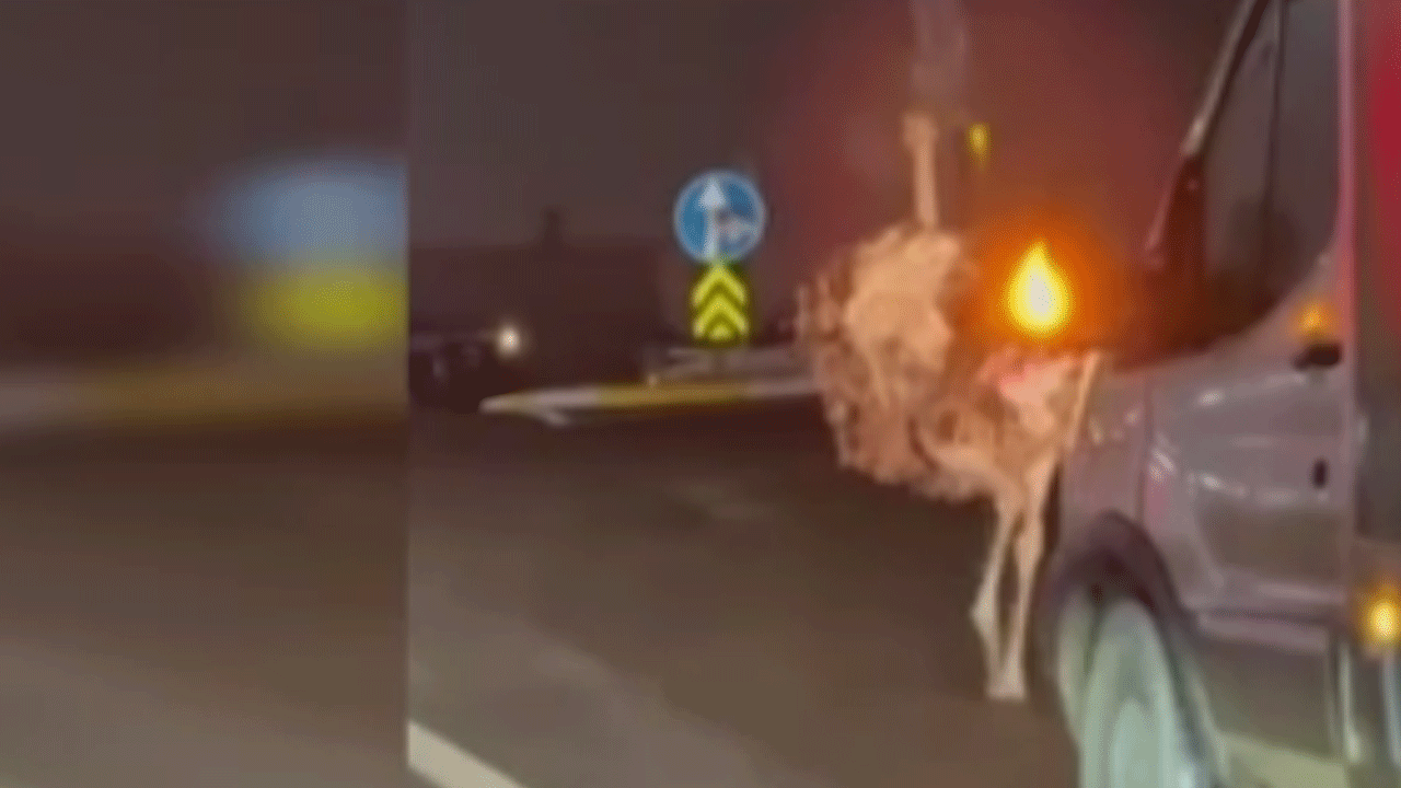 Sakarya'da ilginç anlar: Çiftlikten kaçtı trafiği birbirine kattı!