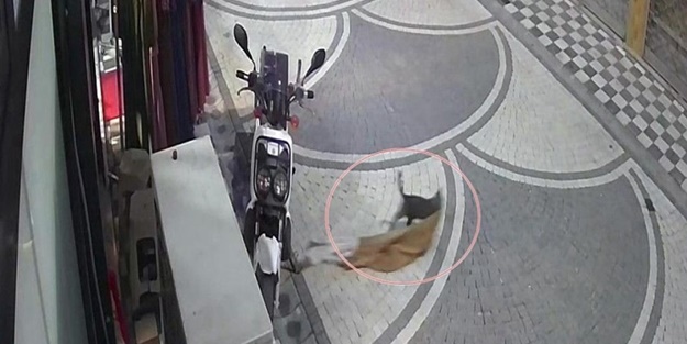 Sakarya'da ilginç olay! Kedi, mağazadan elbise alıp kaçtı