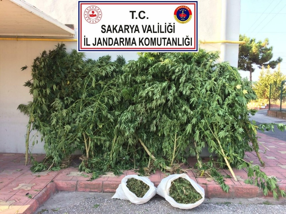 Sakarya’da kenevirlere aşılama yapan şahıs tutuklandı 