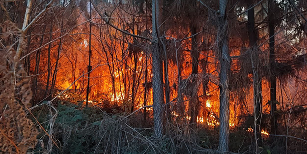 Sakarya’da korkutan orman yangını!