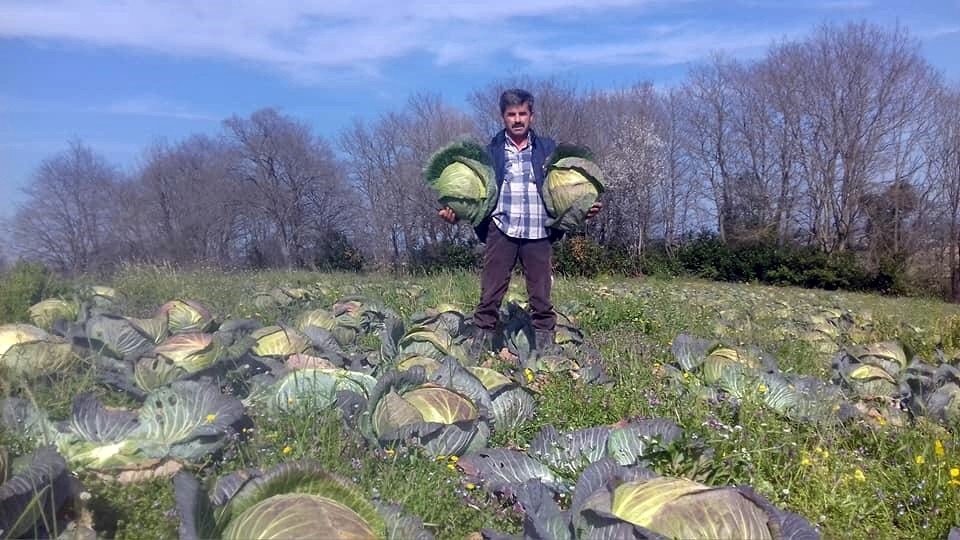 Sakarya’da lahana fiyatları çiftçinin yüzünü güldürmedi 
