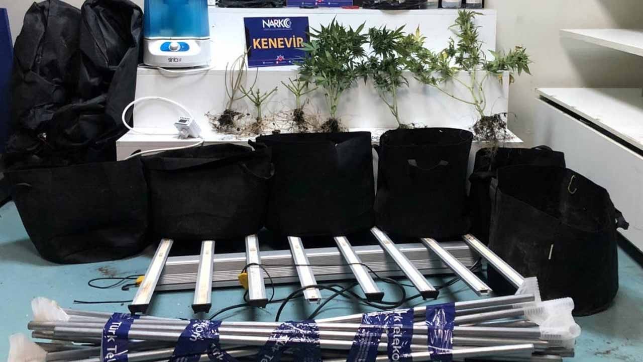 Sakarya’da uyuşturucu operasyonu! İklimlendirme sistemiyle kenevir yetiştiren şahıs yakalandı