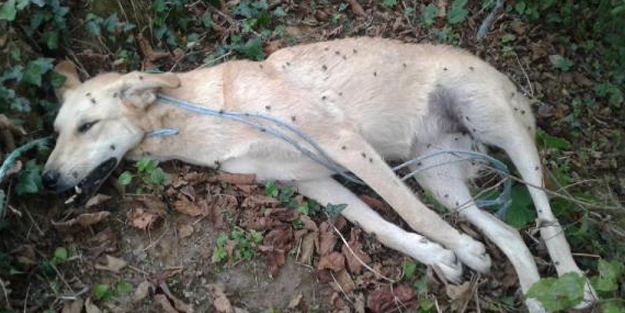 Sakarya'da vahşet! Köpeği, tavuklarını yediği için ağaca iple asıp öldürdü