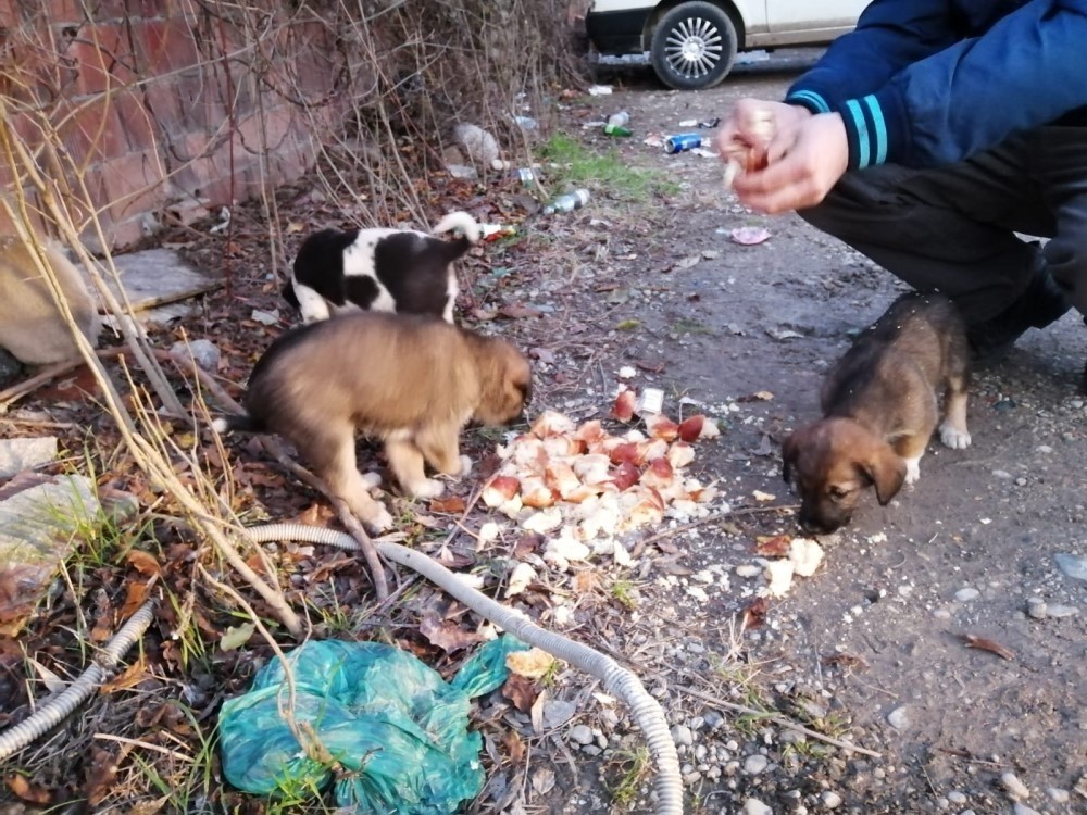 Sakarya’da yavru köpekler çuvala koyularak ölüme terk edildi 
