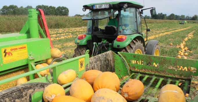 Sakarya'da yerli kabak çekirdeği tohumu ile yapılan ekim yüzleri güldürdü