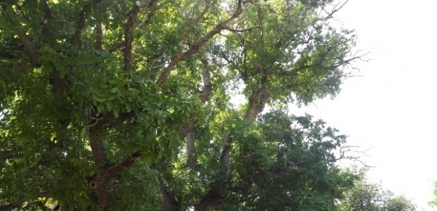 500 yıllık karaçam koruma altına alınacak