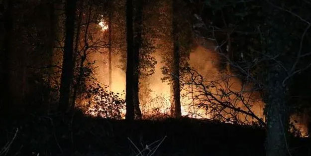 Sakarya'daki orman yangını söndürüldü