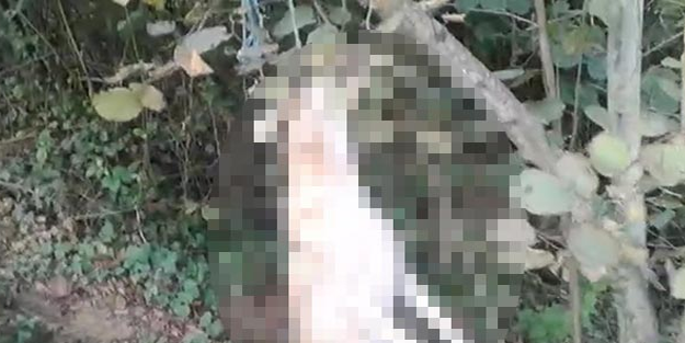 Sakarya'daki vahşetle ilgili bir kişi gözaltında