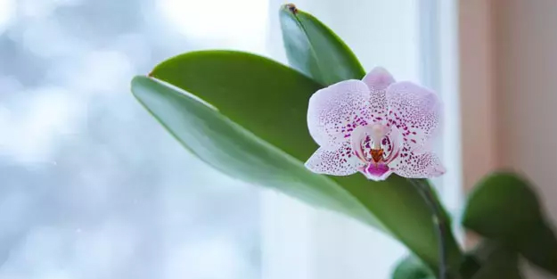 Sakın ama sakın vitamin almayın! Saksının dibine dökünce orkideler tek tek coşuyor!