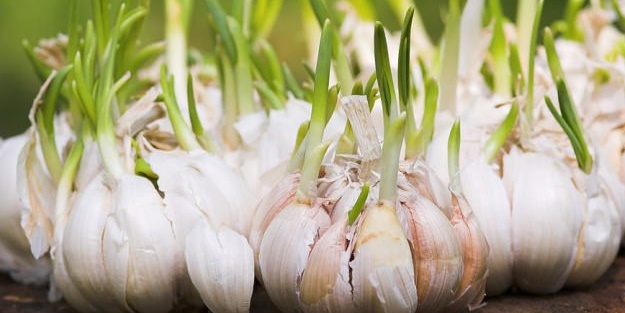 Sakın çöpe atmayın! - FOTO