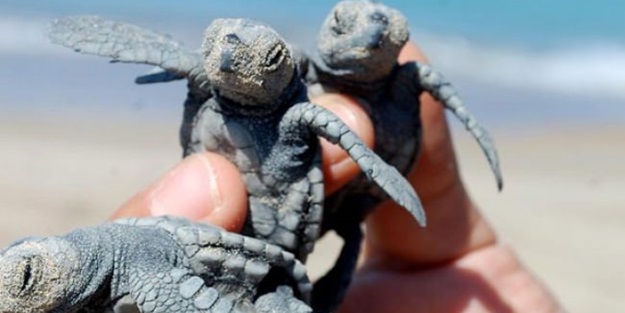 'Sakın elinize almayın'