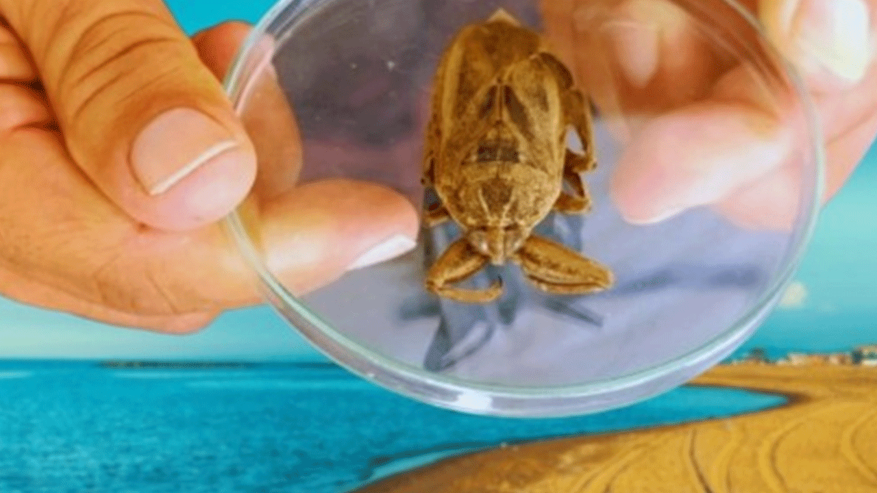 Sakın yaklaşmayın: 'Parmak kopartan' Türkiye'de görüldü!