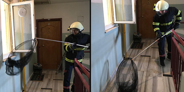 Sakinleri tatile gitti, apartmanı yarasalar bastı