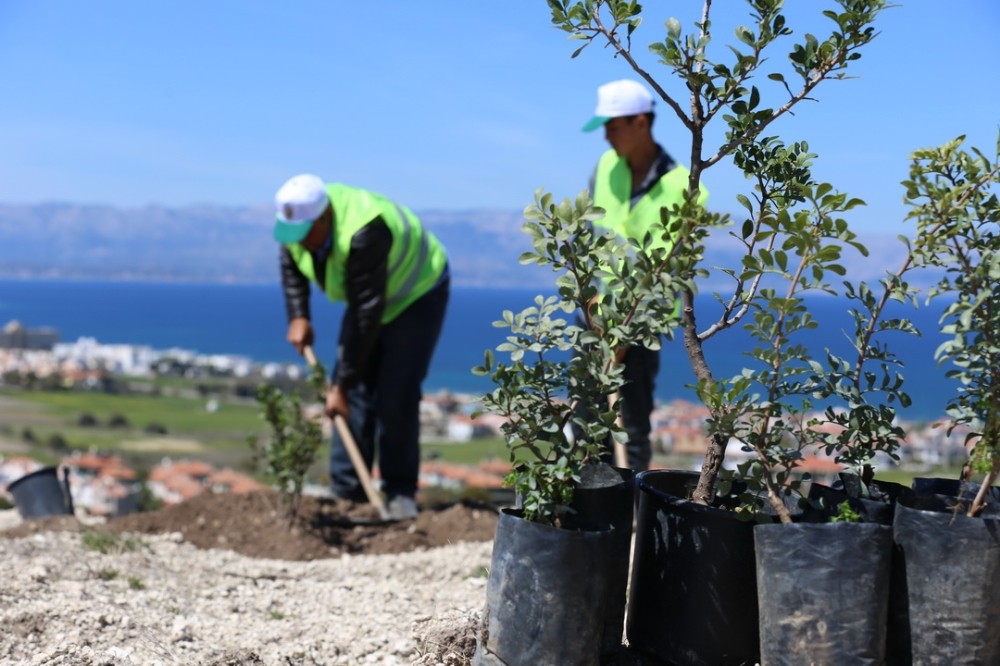 Sakız üretimi artık Yunanistan’ın elinden alınıyor 