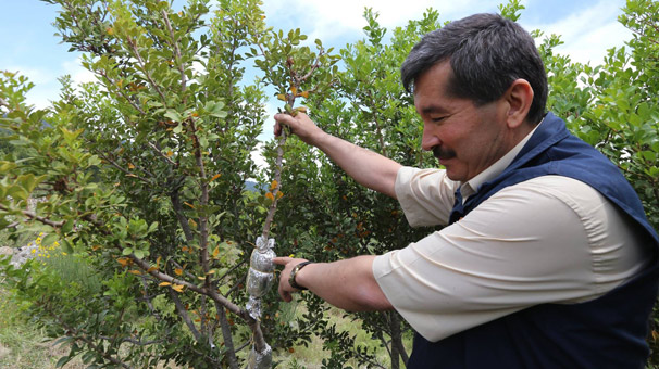 Sakız, Yunanistan tekelinden çıkarılacak