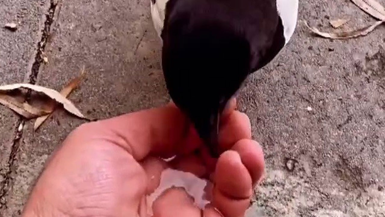 Saksağan esnafın maskotu oldu! Parayı kaptı, uçup gitti