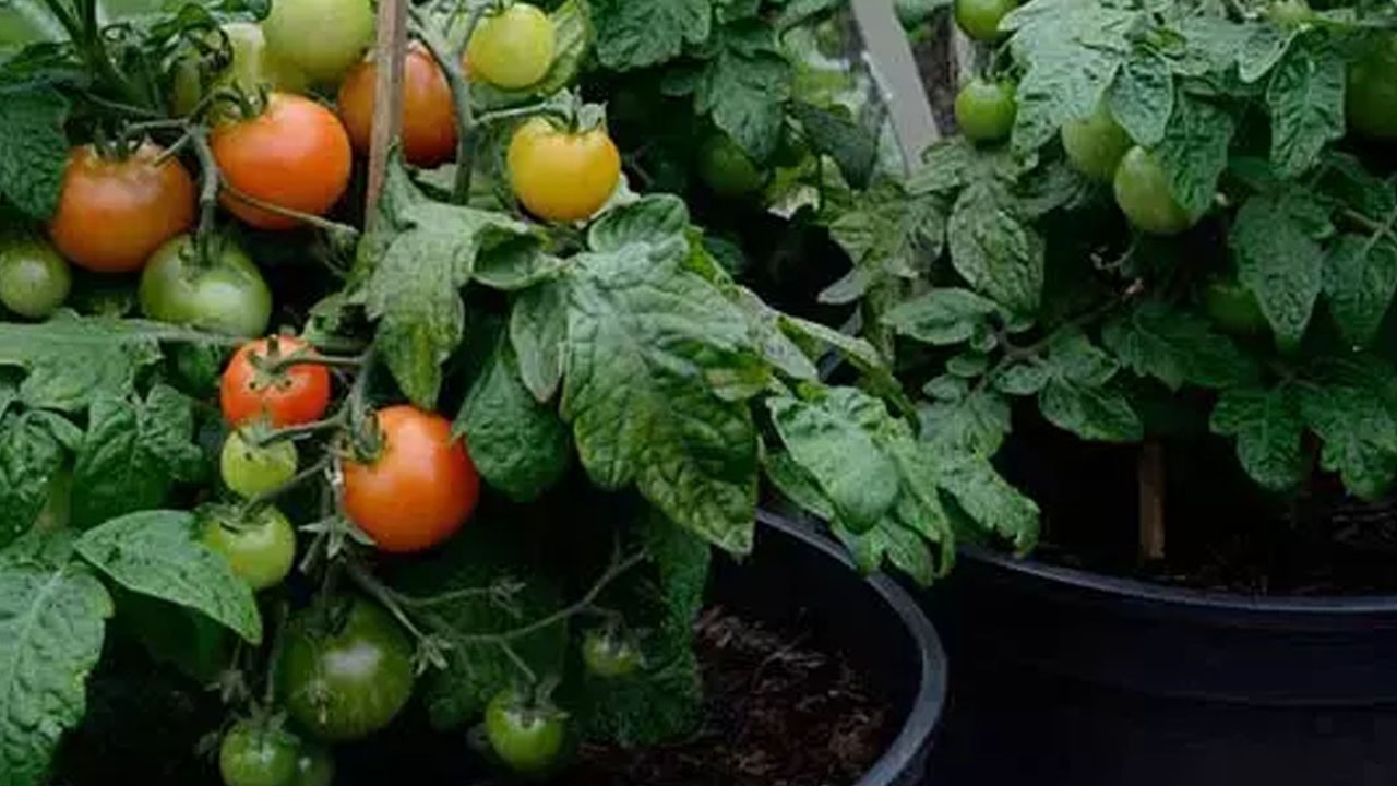 Saksıda en güzel domates! Bu yol işe yarıyor: avuç avuç meyve için gübrelemeye dikkat