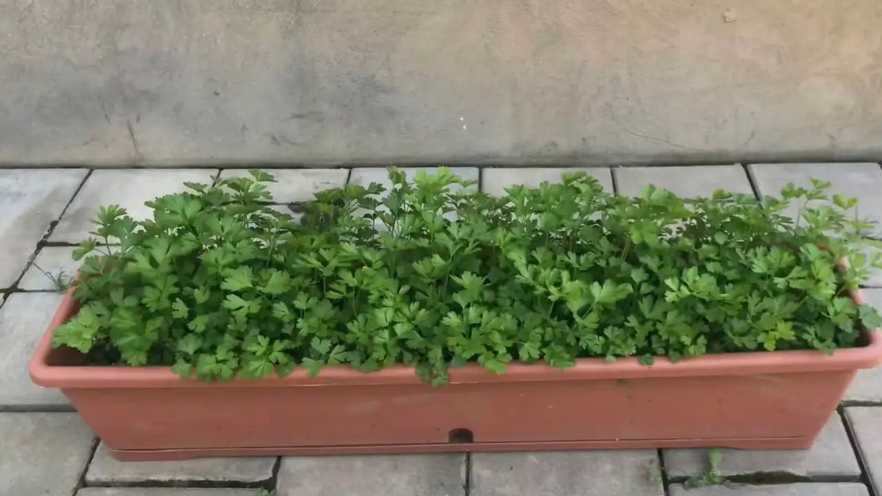  Saksıda maydanoz yetiştirmenin tüm püf noktaları!