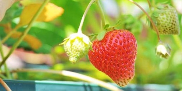 Saksıda nasıl çilek yetiştirilir?