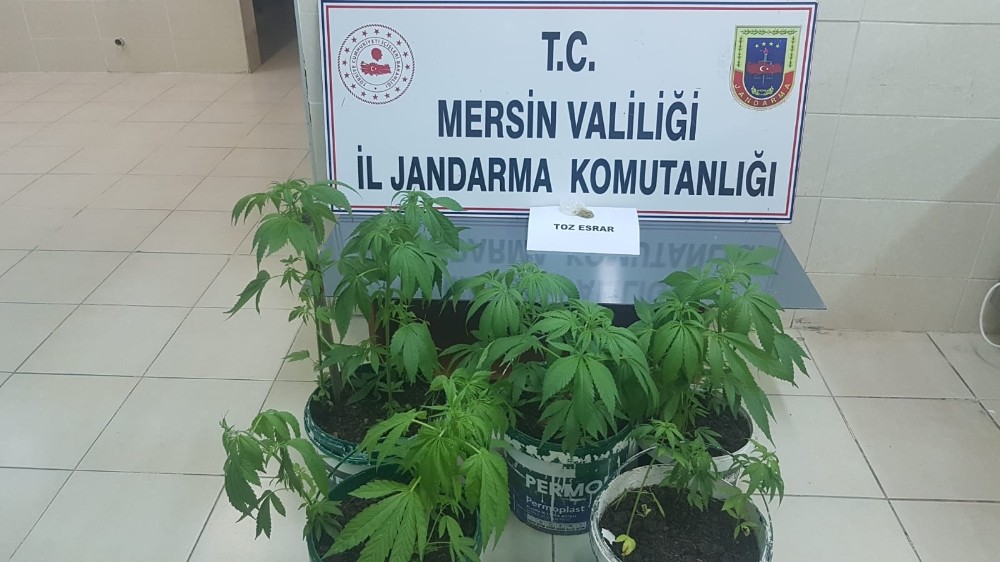 Saksıda uyuşturucu yetiştirirken yakalandılar 