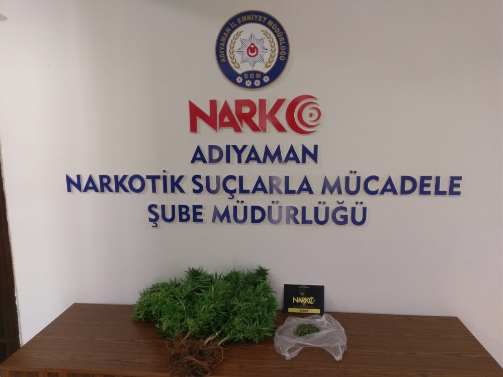 Saksıda yetiştirilen hint kenevirleri ele geçirildi 