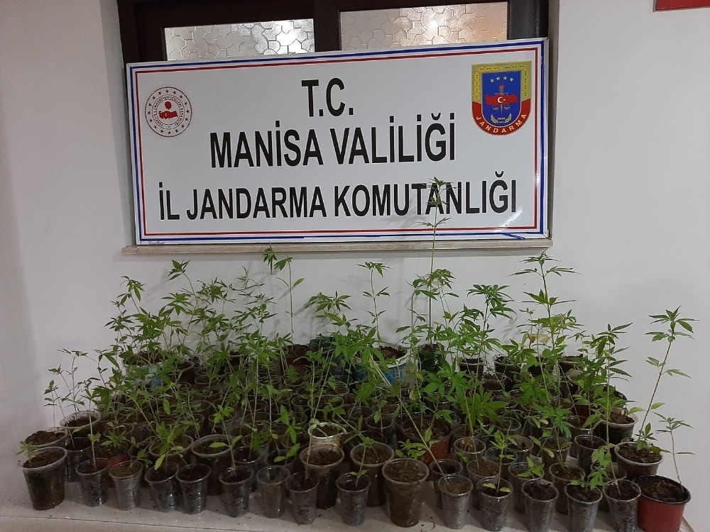 Saksılara ekili kenevirler ele geçirildi 