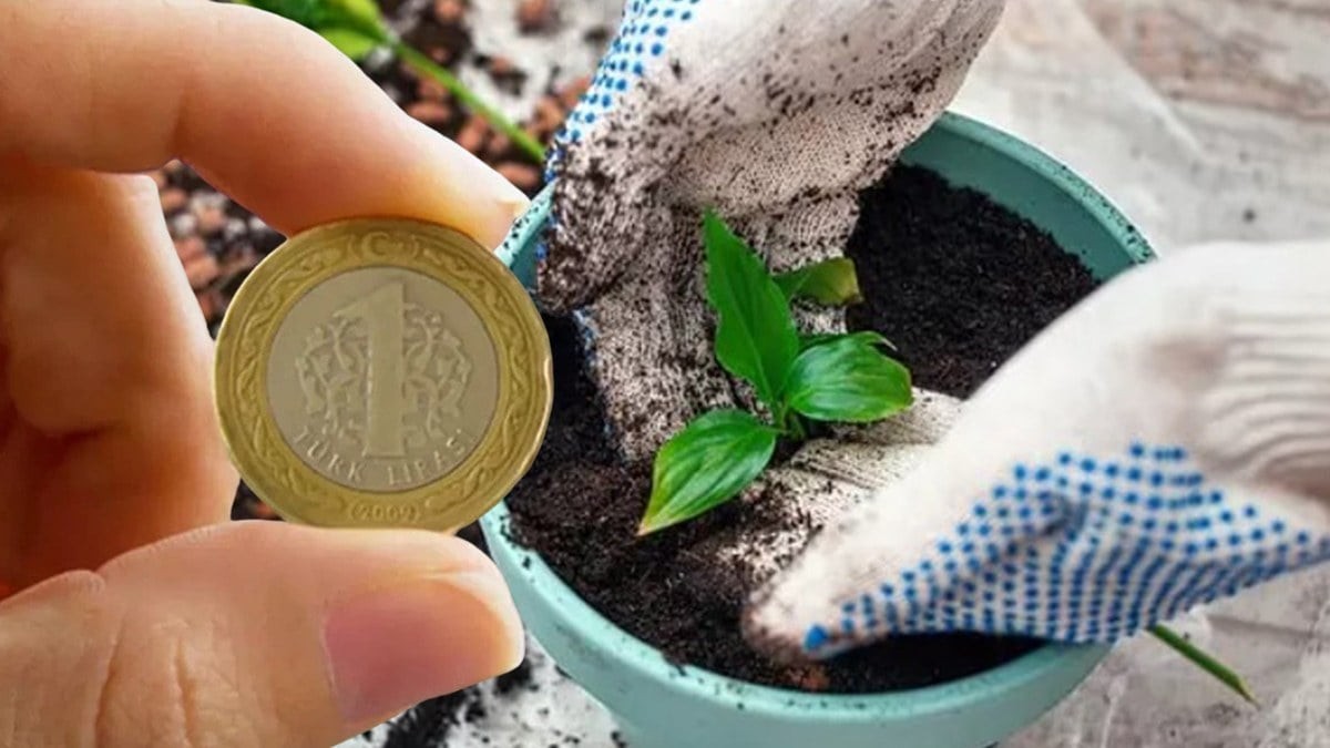 Saksının içine bozuk para koyun, neler oluyor izleyin! Gören, gözlerine inanamıyor