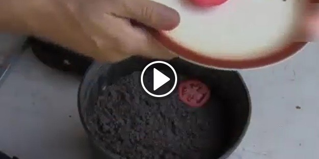 Saksıya 4 dilim domates yerleştirin ve...