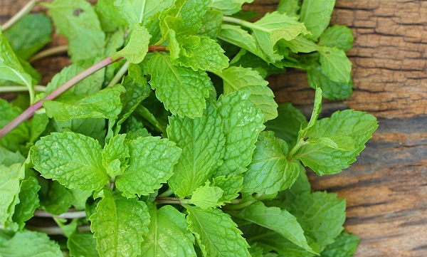 Salataların, çorbaların vazgeçilmezi nane nasıl kurutulur?