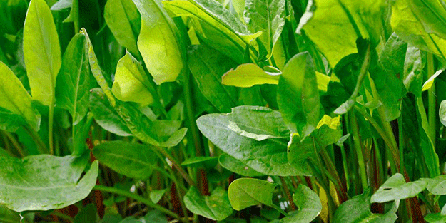 Salataların favorisi! Gribe karşı koruyor