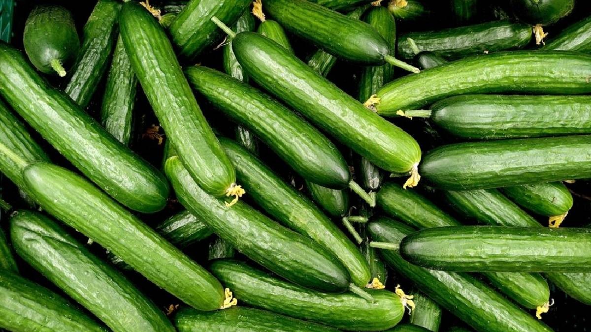 Salatalığın bu özelliği bilinse kimse tüketmez! Adeta zehir oluyor