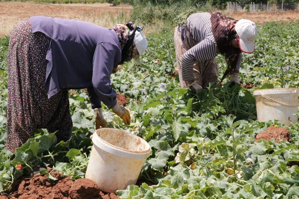 Salatalığın kilosu tarlada 50 kuruş 