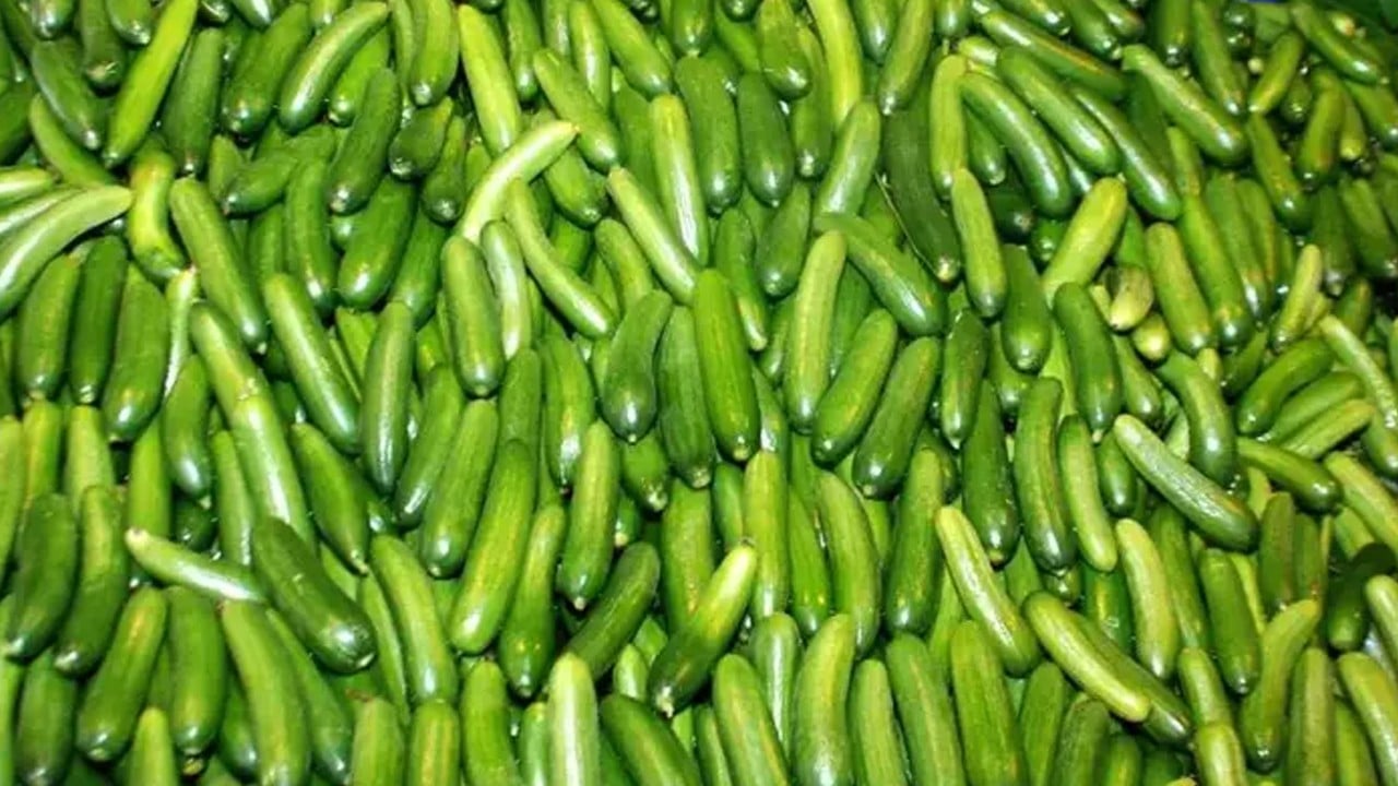 Salatalık kabuklarını çöpe atmayın! Bakın ne işe yarıyormuş! Kabuğuyla yapılanları duyunca şok olacaksınız