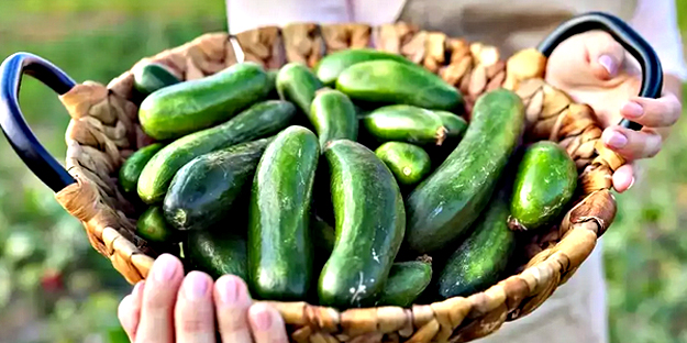 Salatalıklar sürekli buruşuyorsa bu yöntemi uygulayın: Oysa bu kadar kolaymış! Zahmet çekmeye hiç gerek yok!