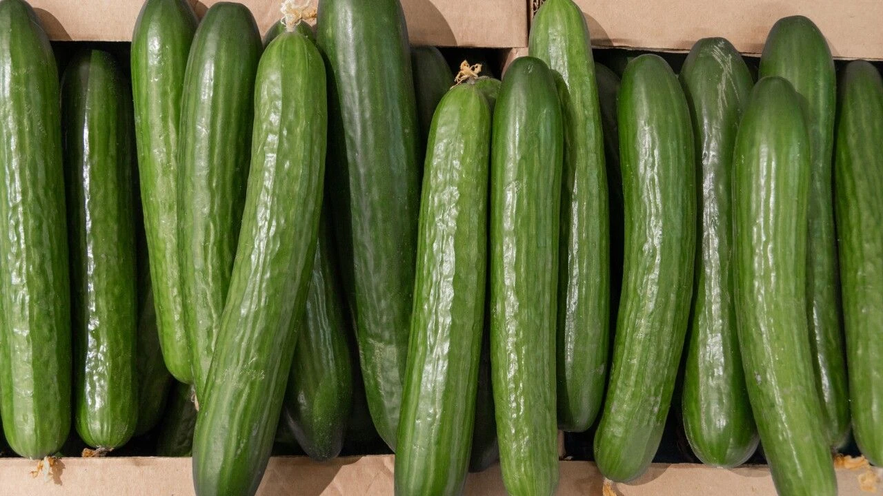 Salatalıkta Salmonella Alarmı!