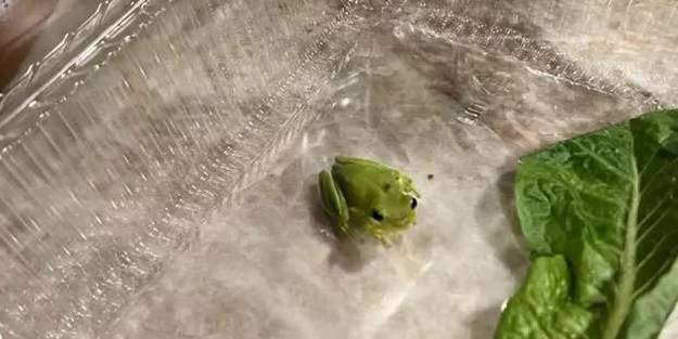 Salatasından çıkan kurbağayı sahiplendi