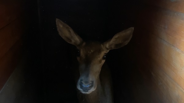 Salda Gölü kenarına kızıl geyikler böyle bırakıldı