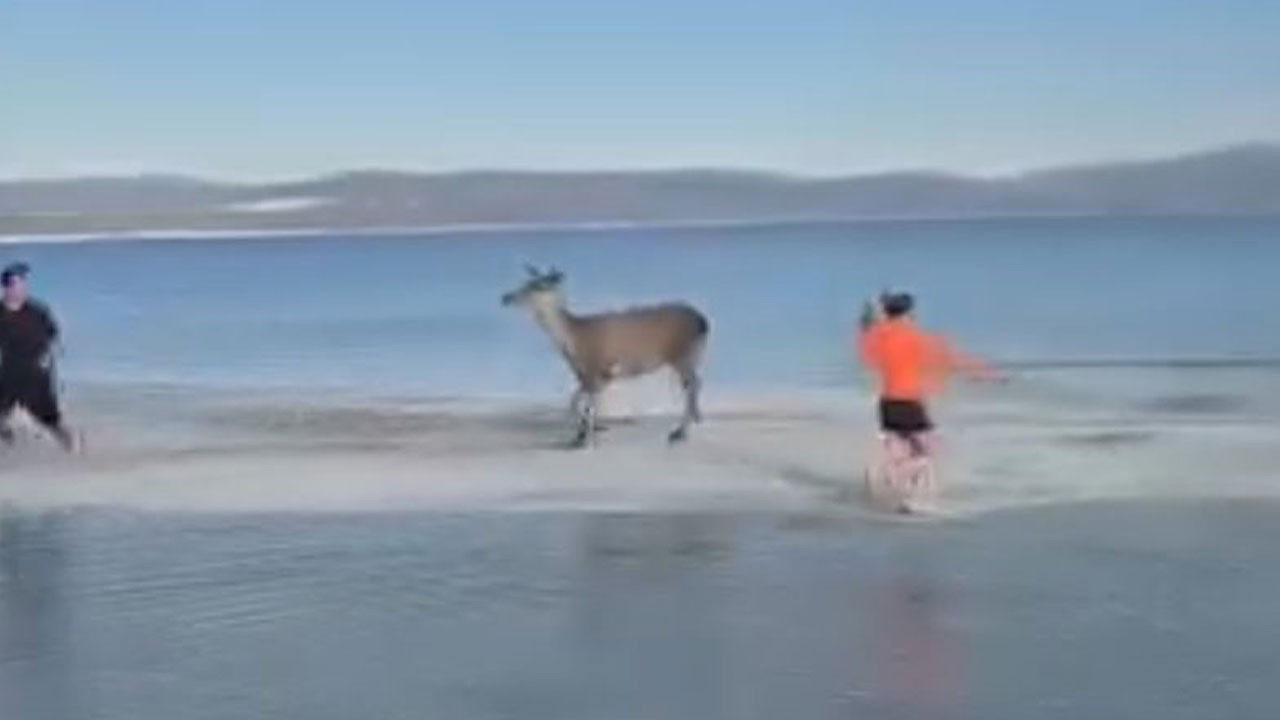 Salda Gölü’nün sevimli misafiri görüntülendi!