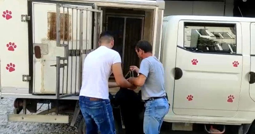 Saldırgan köpeğin sahibine 14 bin 982 TL para cezası