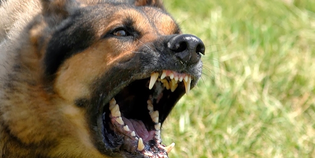 Saldırgan köpeklere karşı yapılması gerekenler