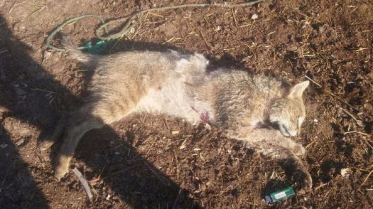 Saldırgan vaşak kuduz çıktı