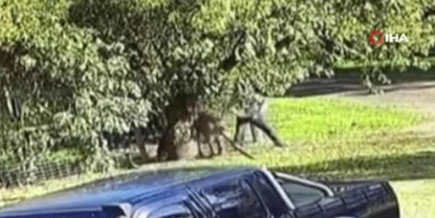 Saldırısına uğradığı kanguruyla kavga etti