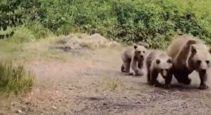 “Saldırmaz” dedi, birkaç saniye sonra ayı üzerine atladı!
