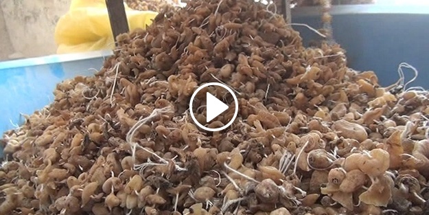 Salep nasıl üretiliyor?