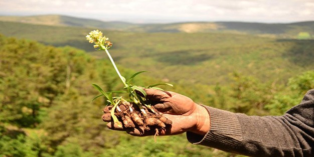 Salep nasıl yetiştirilir? Salebin faydaları nelerdir?