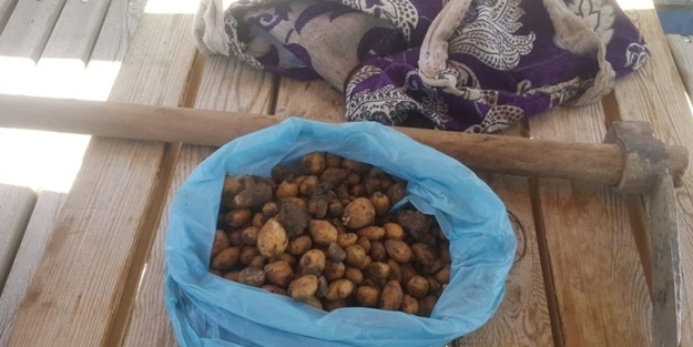 Salep soğanıyla yakalanan kişiye 60 bin 163 lira ceza!