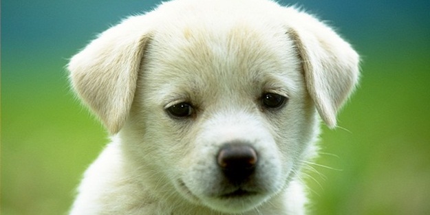 Salgın çıktı, işte köpek gribi belirtileri